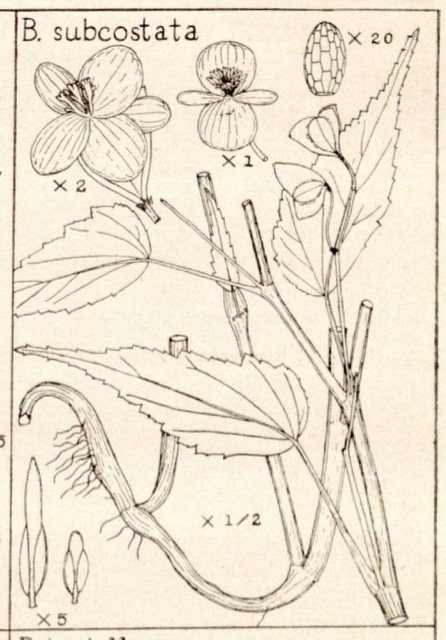 B. subcostata